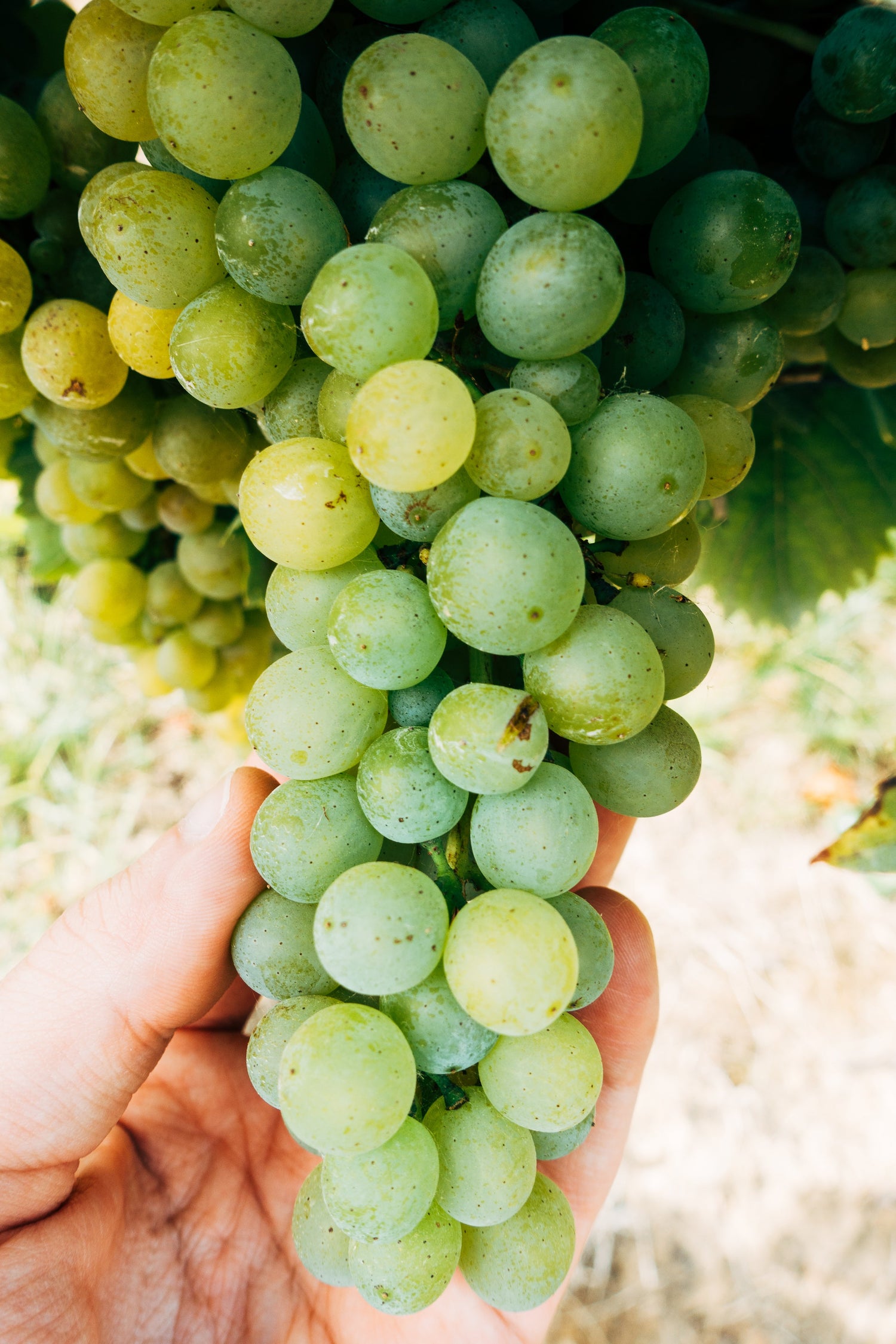 BY GRAPE VARIETAL